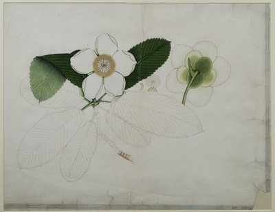 Dillenia indica, 1787 de Zayn al Din Zayn al Din